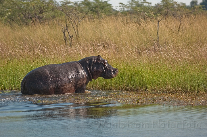 WAH022477.jpg - Flodhest (Hippopotamus)