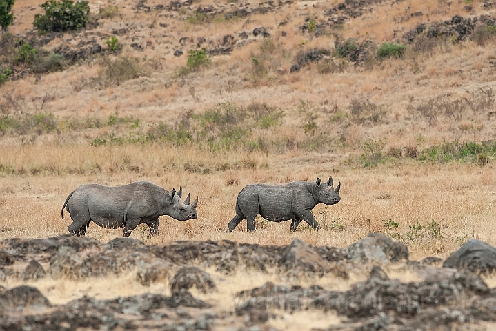 WAH024695.jpg - Sort næsehorn (Black Rhinoceros)