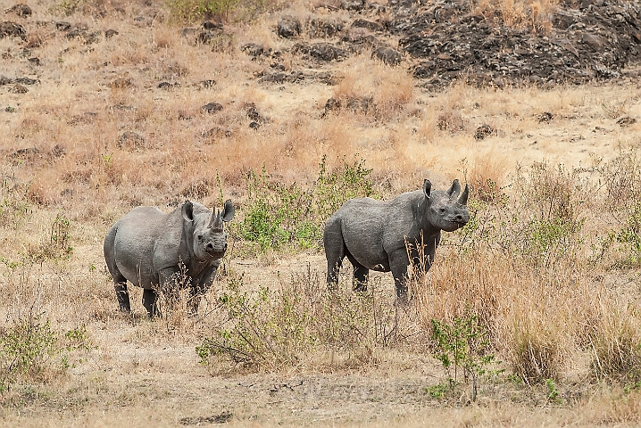 WAH024703.jpg - Sort næsehorn (Black Rhinoceros)