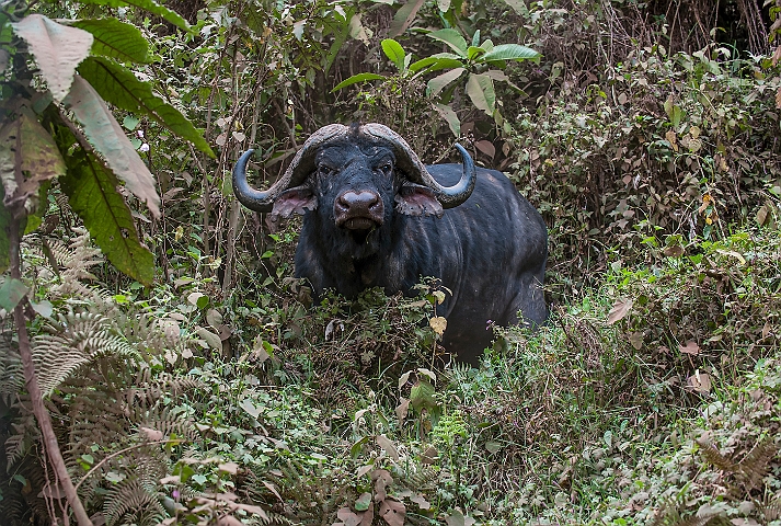 WAH024723.jpg - Afrikansk bøffel (African Buffalo)