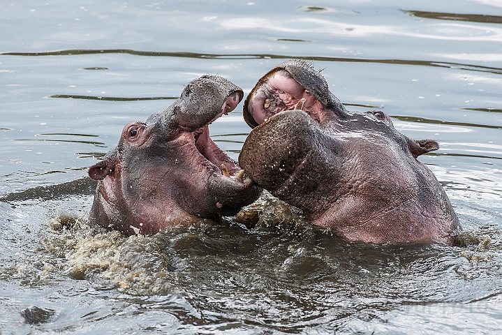 WAH024769.jpg - Flodheste (Hippopotamus)