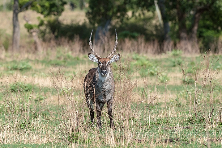 WAH024793.jpg - Defassa vandbuk (Defassa Waterbuck)