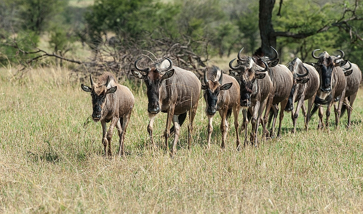 WAH024800.jpg - Gnuer (Wildebeest)