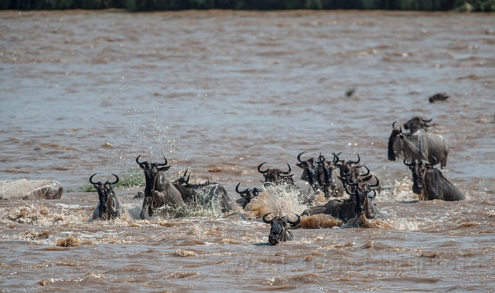 WAH024809.jpg - Gnuer, der svømmer over Mara River (Wildebeest Crossing Mara River)