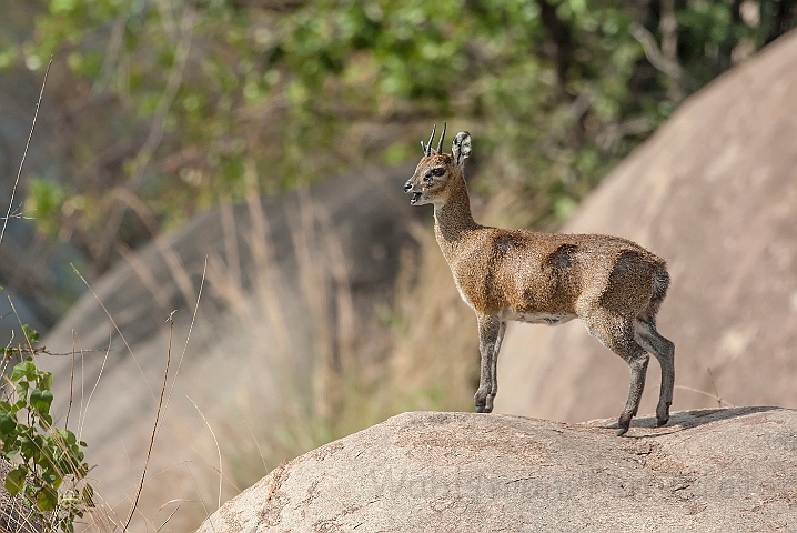 WAH024833.jpg - Klippespringer (Klipspringer)