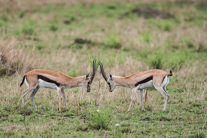 WAH024838.jpg - Thompson's gazeller (Thompson's Gazelle)