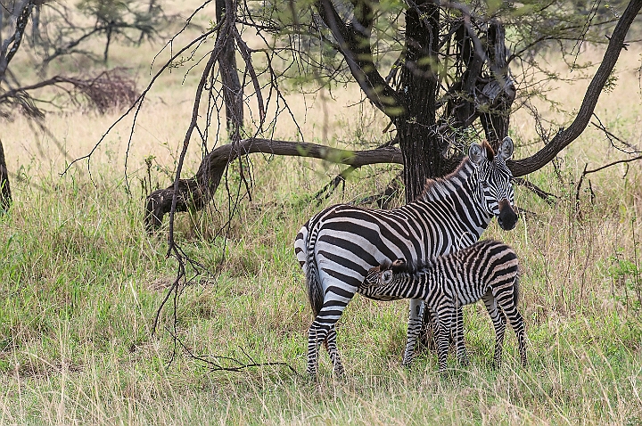 WAH024859.jpg - Grant's Zebra