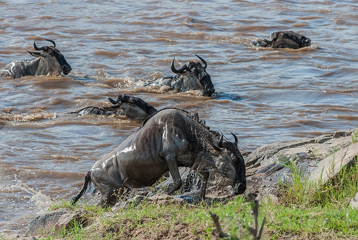 WAH024902.jpg - Gnuer på vej over Mara River (Wildebeest Crossing Mara River)