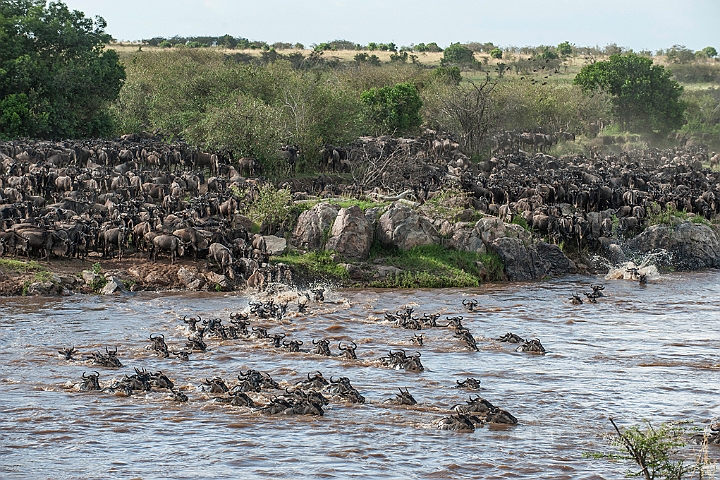 WAH024904.jpg - Gnuer på vej over Mara River (Wildebeest Crossing Mara River)