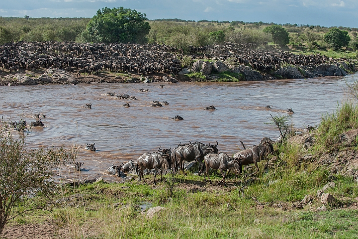 WAH024910.jpg - Gnuer på vej over Mara River (Wildebeest Crossing Mara River)