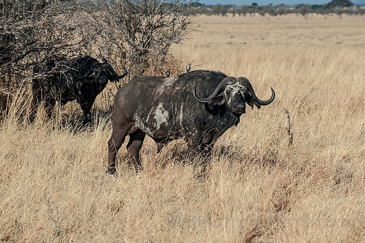 WAH025041.jpg - Afrikansk bøffel (African Buffalo)