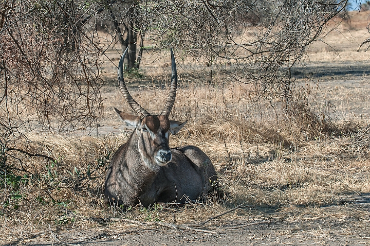 WAH025049.jpg - Almindelig vandbuk (Common Waterbuck)