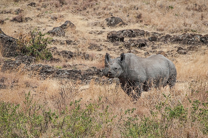 WAH025138.jpg - Sort næsehorn (Black Rhinoceros)