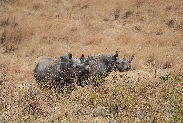 WAH025141.jpg - Sort næsehorn (Black Rhinoceros)