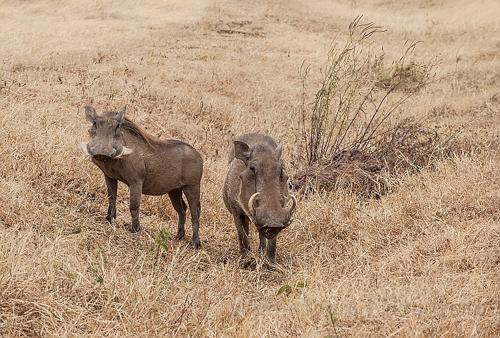 WAH025154.jpg - Vortesvin (Common Warthog)