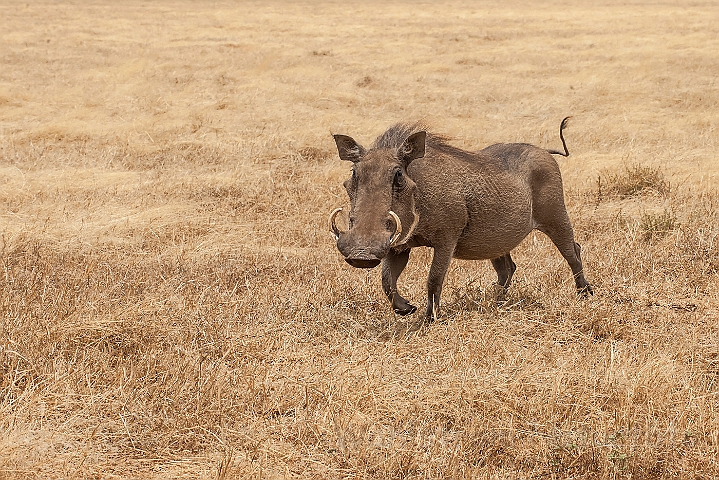 WAH025158.jpg - Vortesvin (Common Warthog)