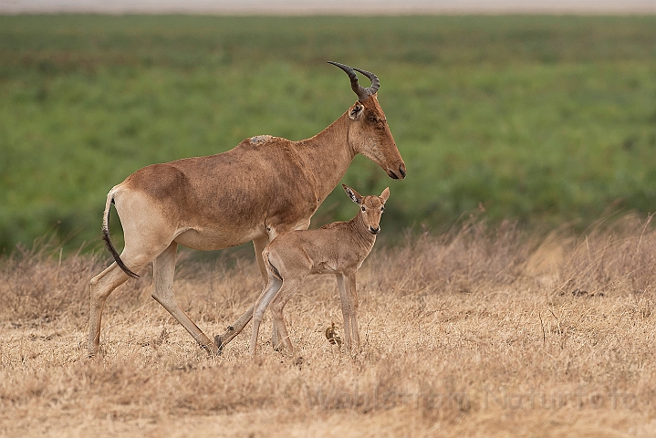 WAH025167.jpg - Coke's Hartebeest