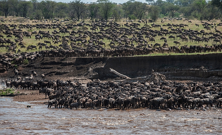 WAH025214.jpg - Gnuer ved Mara River (Wildebeest Waiting at Mara River)