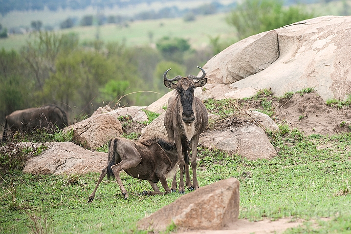 WAH025233.jpg - Gnu (Wildebeest)