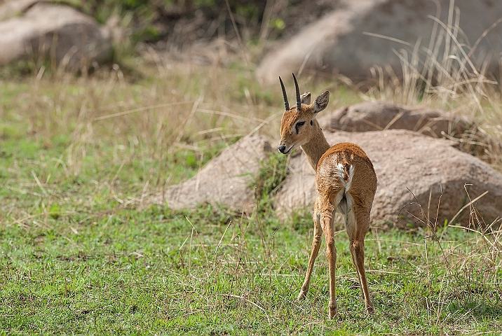 WAH025239.jpg - Klippespringer (Klipspringer)