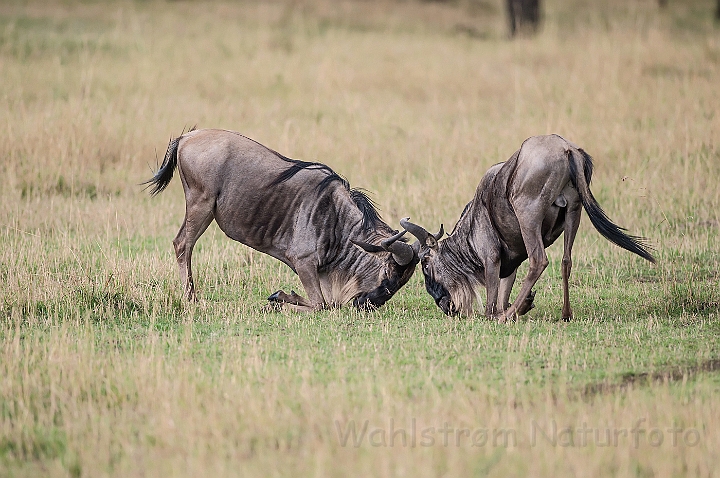 WAH025245.jpg - Gnuer (Wildebeest)