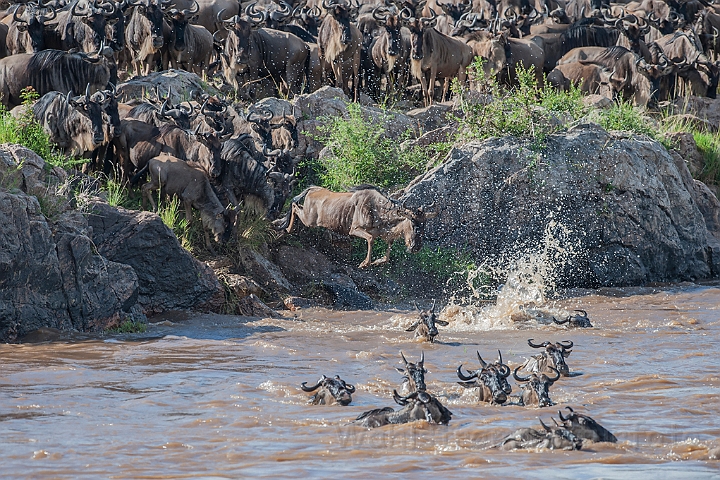 WAH025285.jpg - Gnuer på vej over Mara River (Wildebeest Crossing Mara River)