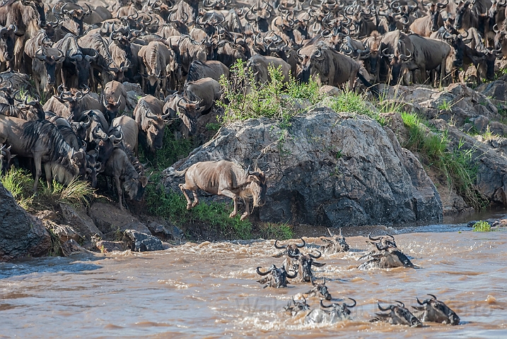 WAH025291.jpg - Gnuer på vej over Mara River (Wildebeest Crossing Mara River)