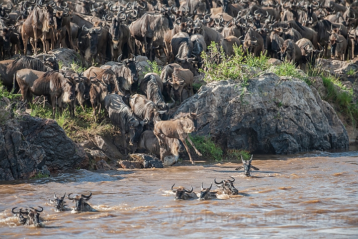 WAH025302.jpg - Gnuer på vej over Mara River (Wildebeest Crossing Mara River)