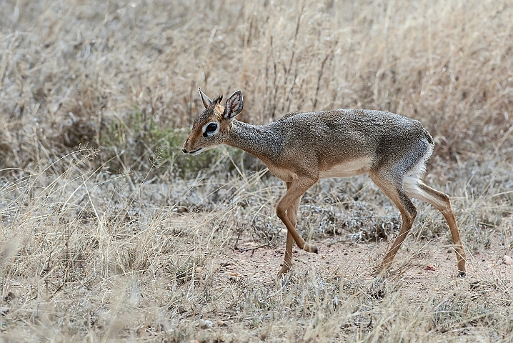 WAH025411.jpg - Kirks dik-dik (Kirk´s Longsnouted Dik-dik)