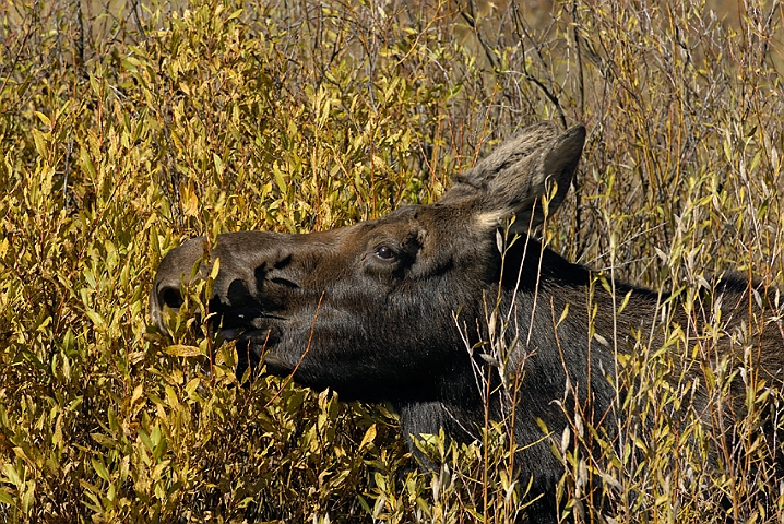 WAH004423.jpg - Elg, hun (Moose, female)