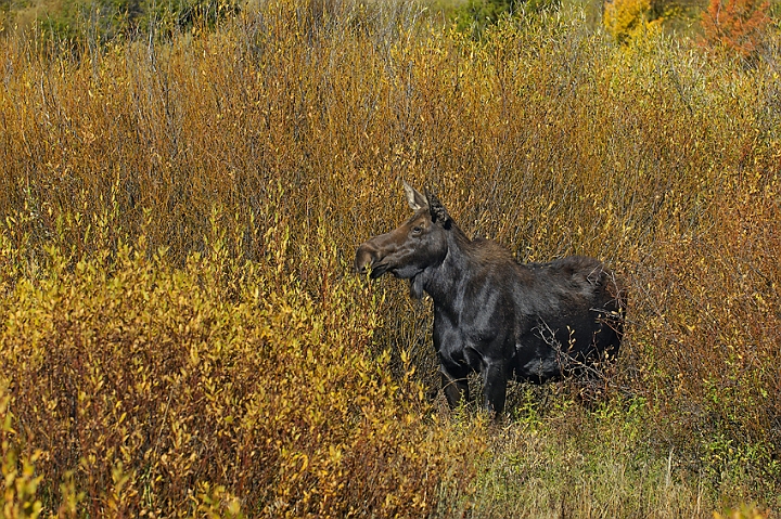 WAH004432.jpg - Elg, hun (Moose, female)