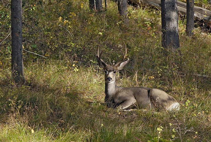 WAH004452.jpg - Storøret hjort (Mule deer)