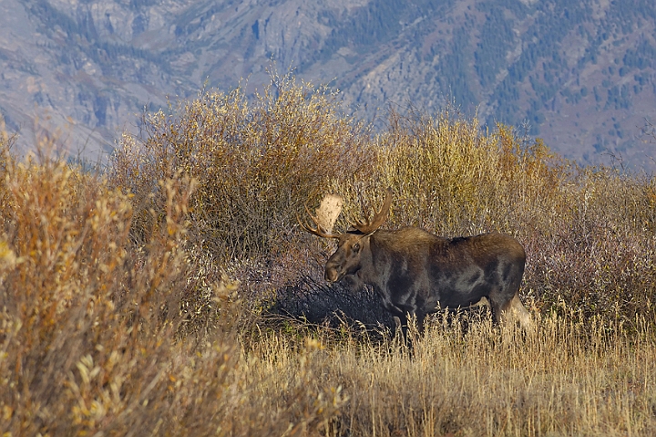 WAH004472.jpg - Elg, han, (Moose, male)