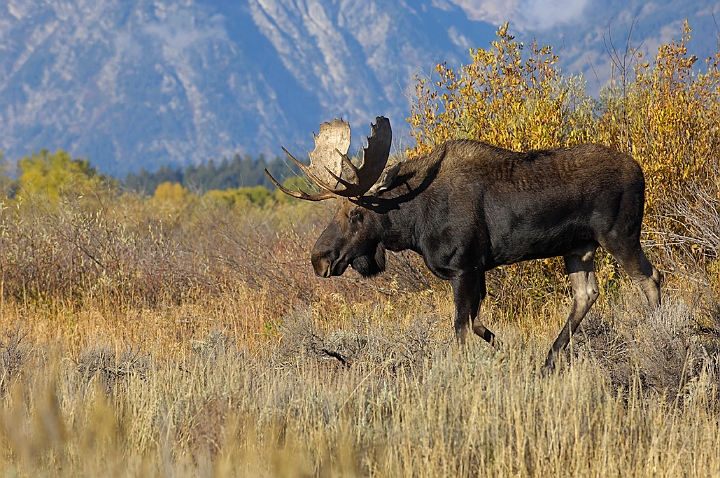 WAH004474.jpg - Elg, han, (Moose, male)