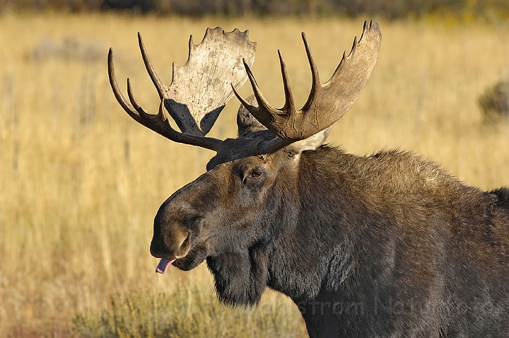 WAH004491.jpg - Elg, han, (Moose, male)