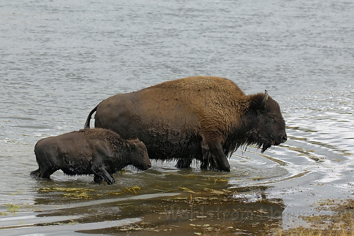 WAH004530.jpg - Amerikansk bison (Buffalo), Yellowstone Nat. Park