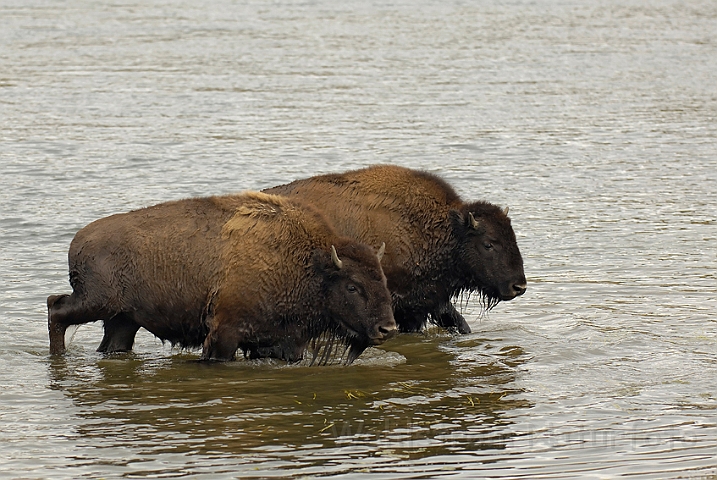 WAH004553.jpg - Amerikansk bison (Buffalo), Yellowstone Nat. Park