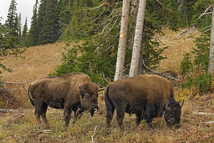 WAH004566.jpg - Amerikanske bisoner (Buffalos), Yellowstone Nat. Park