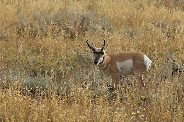 WAH004568.jpg - Pronghorn antilope, Yellowstone Nat. Park