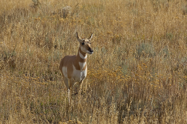 WAH004570.jpg - Pronghorn antilope, Yellowstone Nat. Park