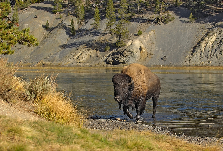 WAH004583.jpg - Amerikansk bison (Buffalo), Yellowstone Nat. Park