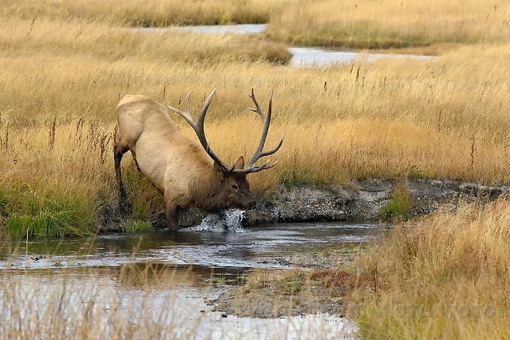 WAH004630.jpg - Wapiti hjort (elk), Yellowstone Nat. Park