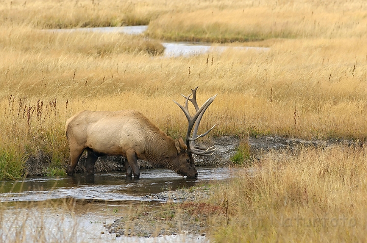 WAH004631.jpg - Wapiti hjort (elk), Yellowstone Nat. Park