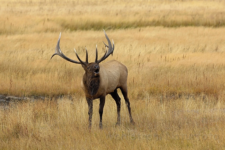 WAH004636.jpg - Wapiti hjort (elk), Yellowstone Nat. Park