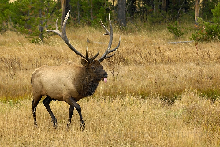 WAH004641.jpg - Wapiti hjort (elk), Yellowstone Nat. Park