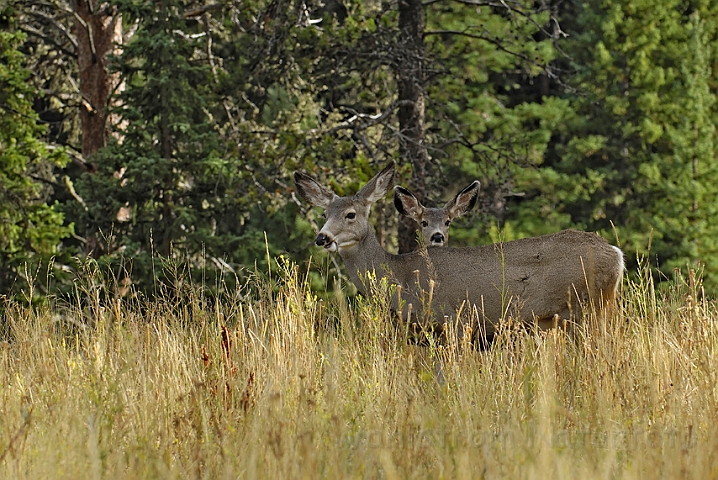 WAH004652.jpg - Storøret hjort med unge (Mule deer), Grand Teton Nat. Park