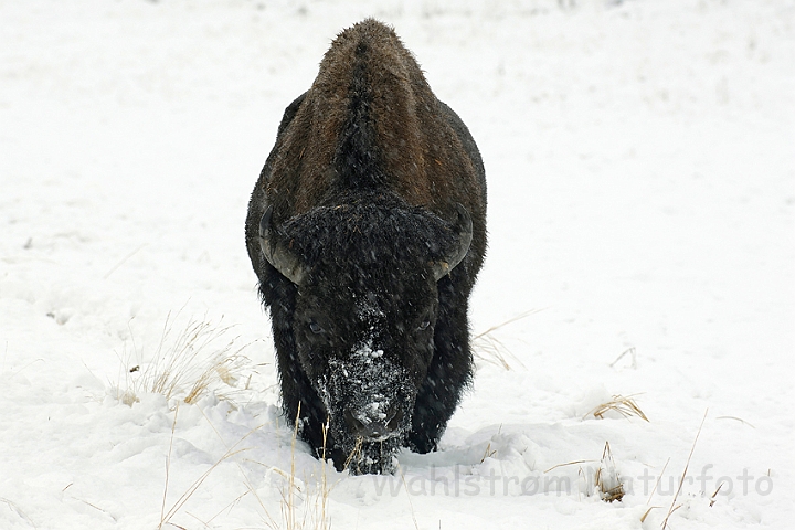 WAH004680.jpg - Amerikansk bison(Buffalo), Yellowstone Nat. Park