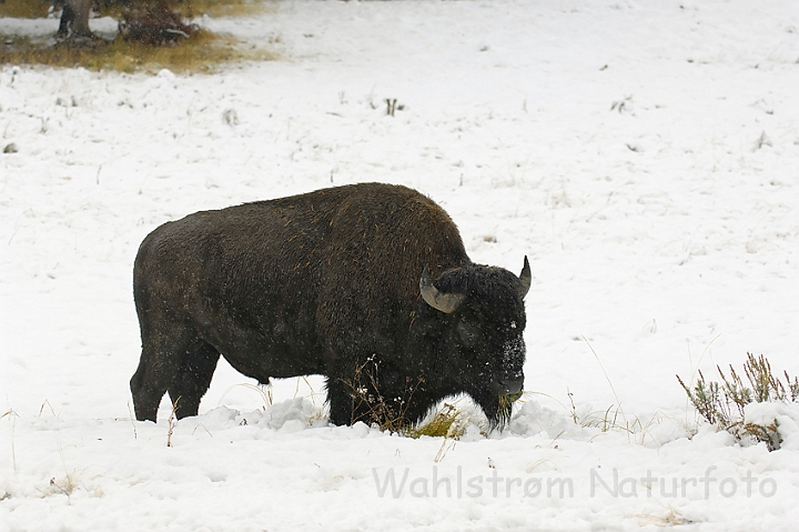 WAH004684.jpg - Amerikansk bison (Buffalo), Yellowstone Nat. Park