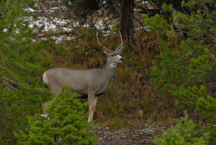 WAH004688.jpg - Storøret hjort (Mule deer), Grand Teton Nat. Park