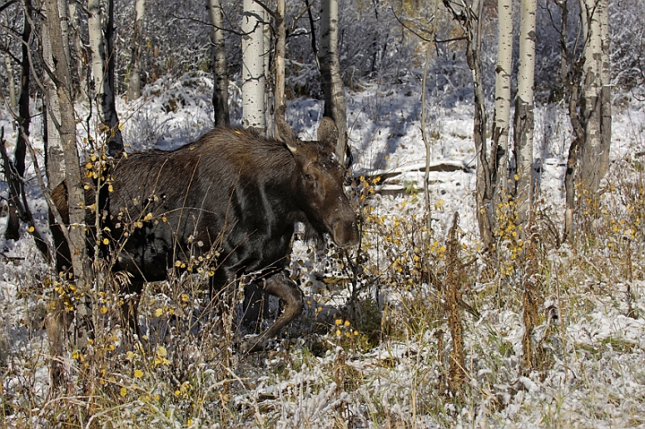 WAH004694.jpg - Elg, hun, Grand Teton Nat. Park (Moose, female)